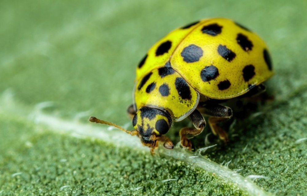 Черно желтая Оса