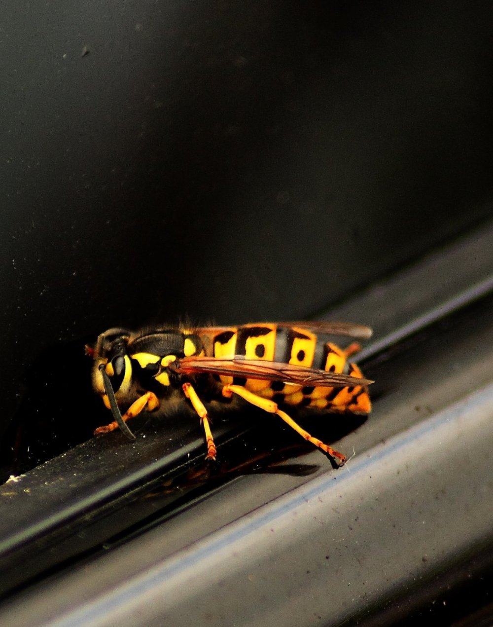 Шершень насекомое