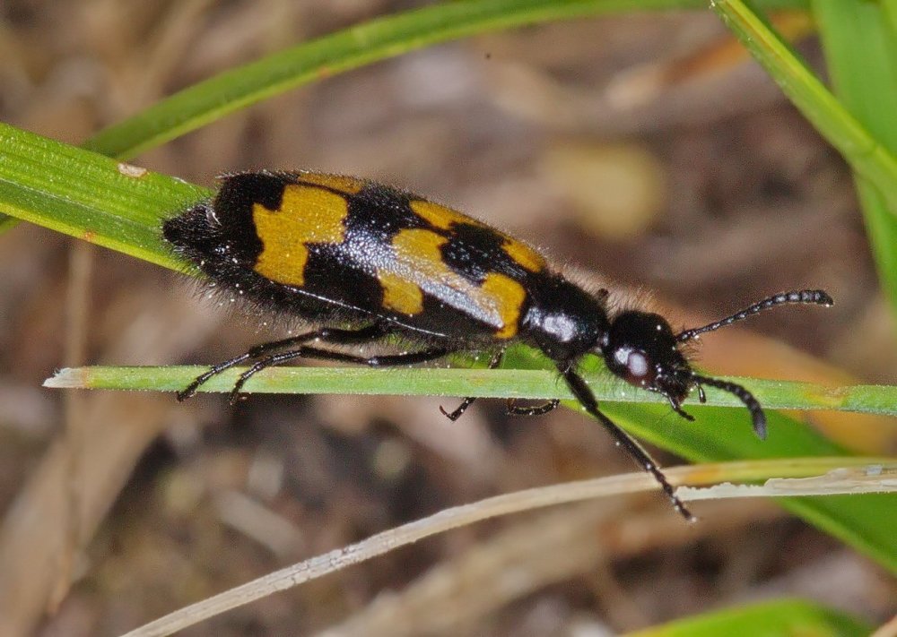 Чёрно жёлтый