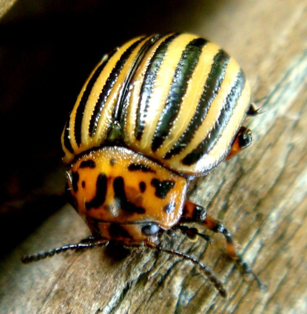 Желтые обои