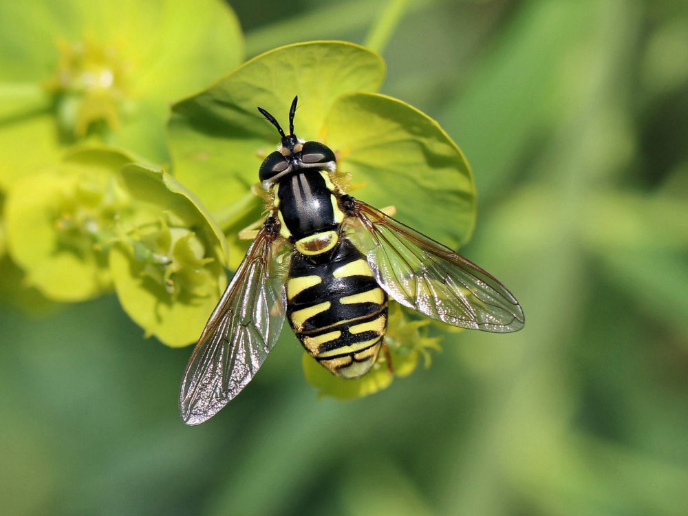 Желто черная полоска с ржавчиной