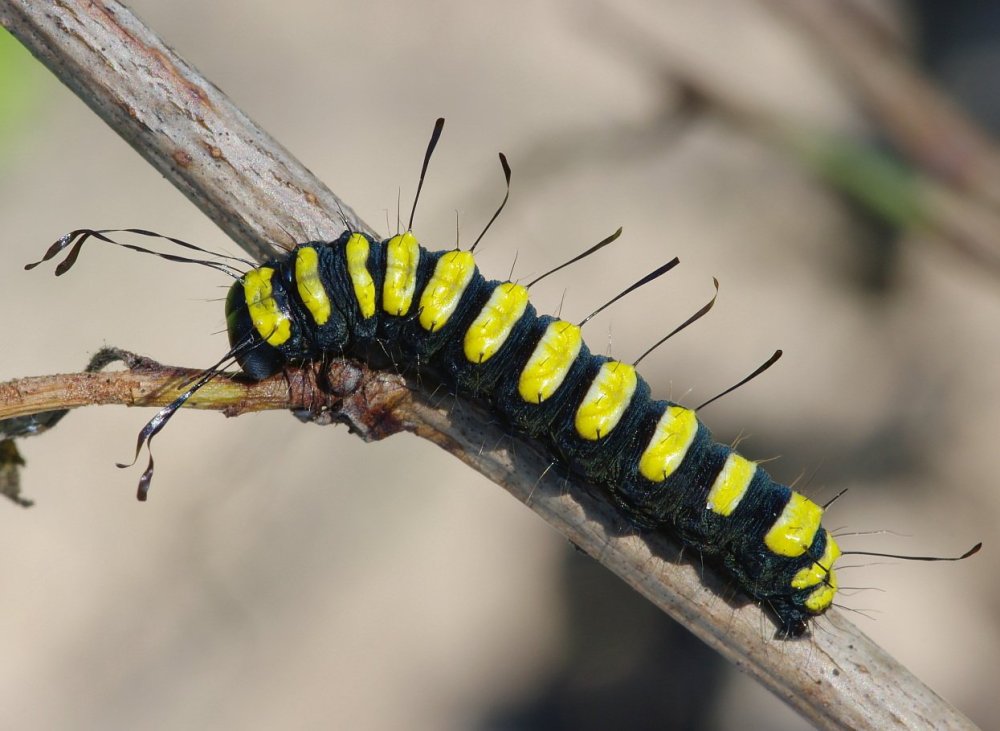 Фон для презентации пчелы