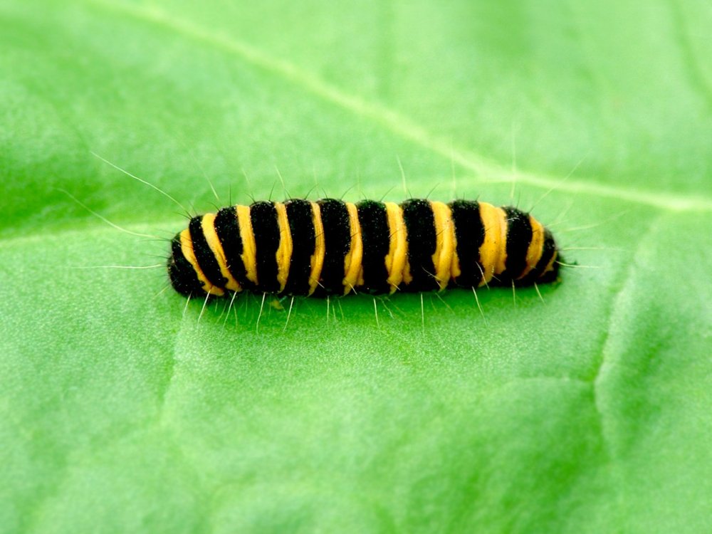 Пчела линогравюра