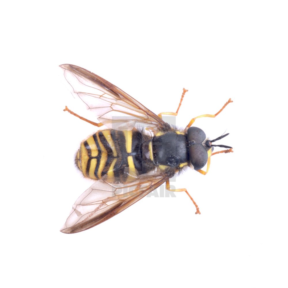 Желтая полосатая Муха