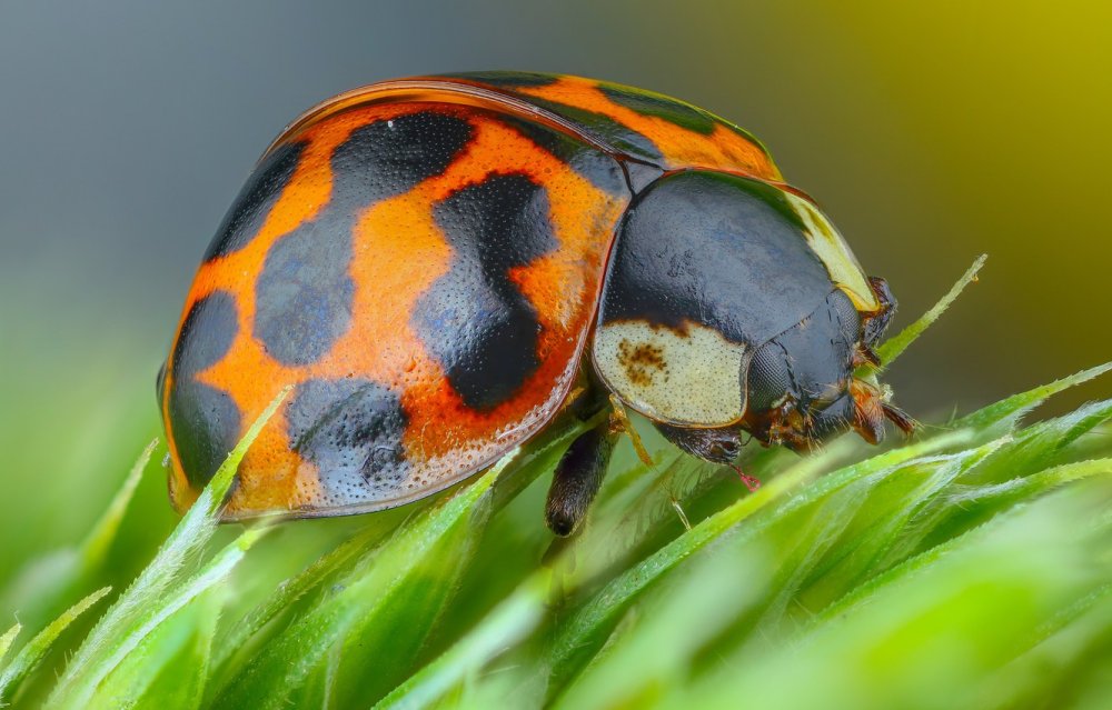 Знак желто черные полоски