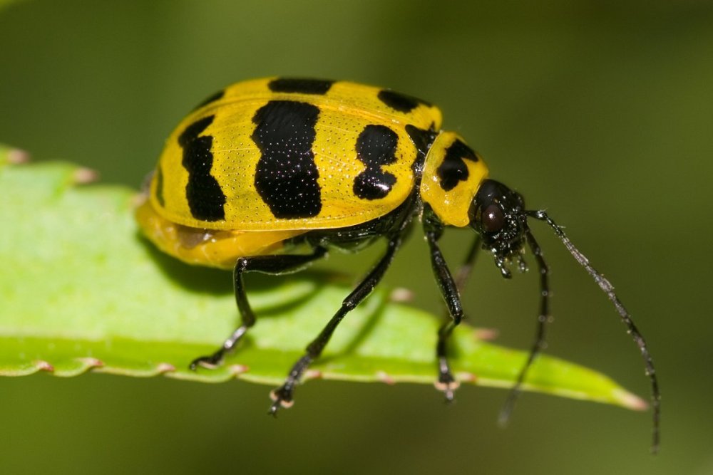 Жук Пестряк желтый