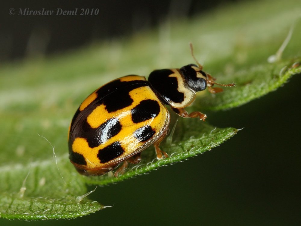 Propylea quatuordecimpunctata