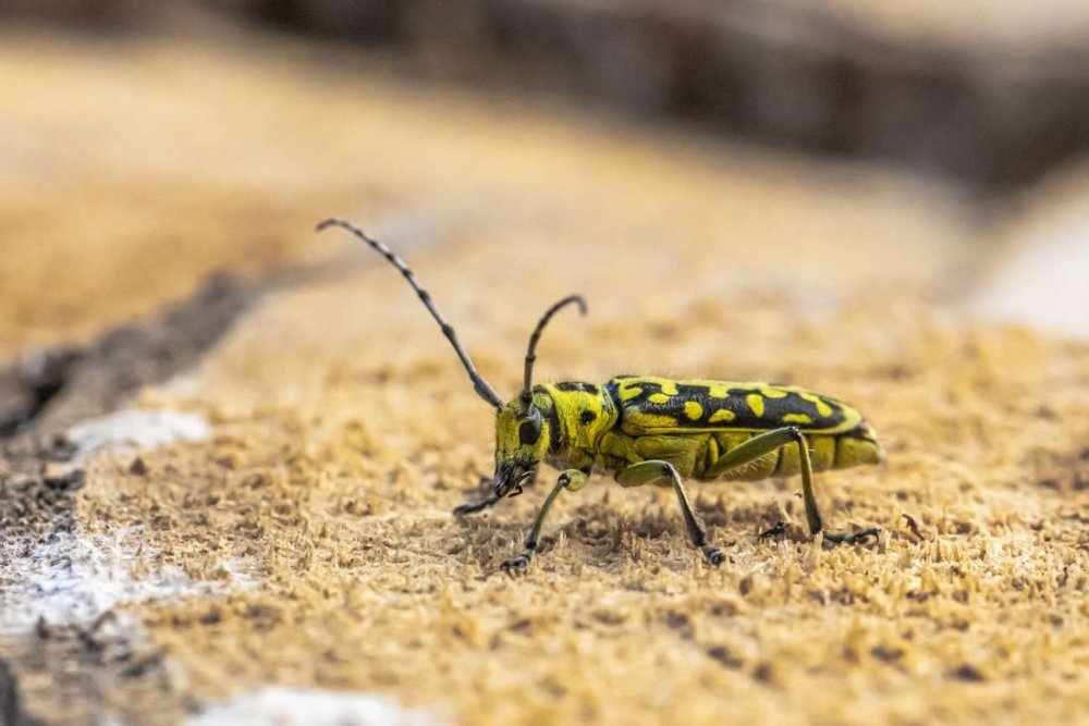 Тайгер паук Аргиопа Брюнниха