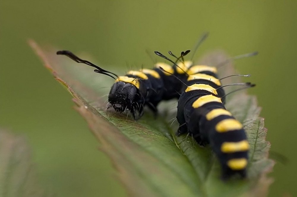Стрельчатка Кленовая гусеница