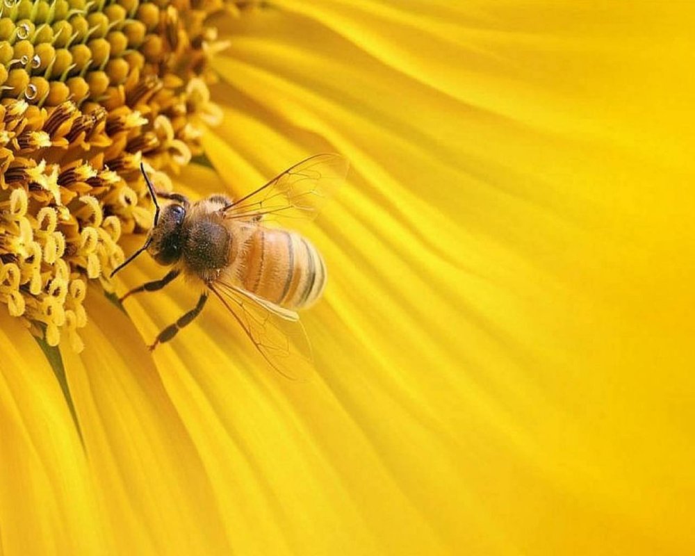 Жук могильщик черный