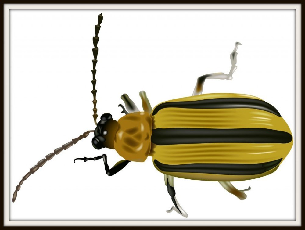 Пчела Оса Шмель