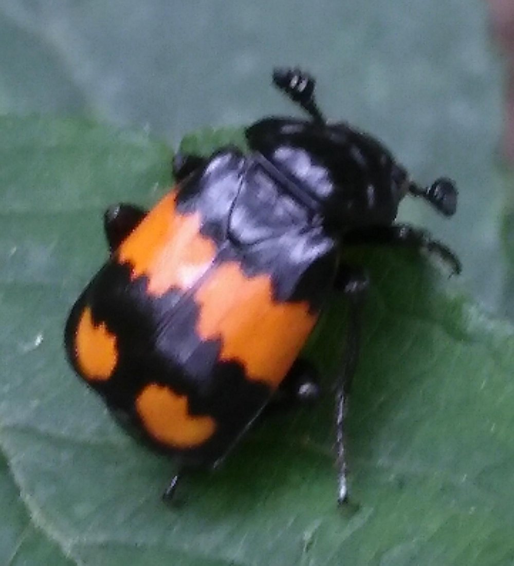 Black Yellow diagonal Stripes