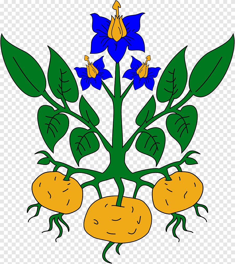 Картофель растение на прозрачном фоне