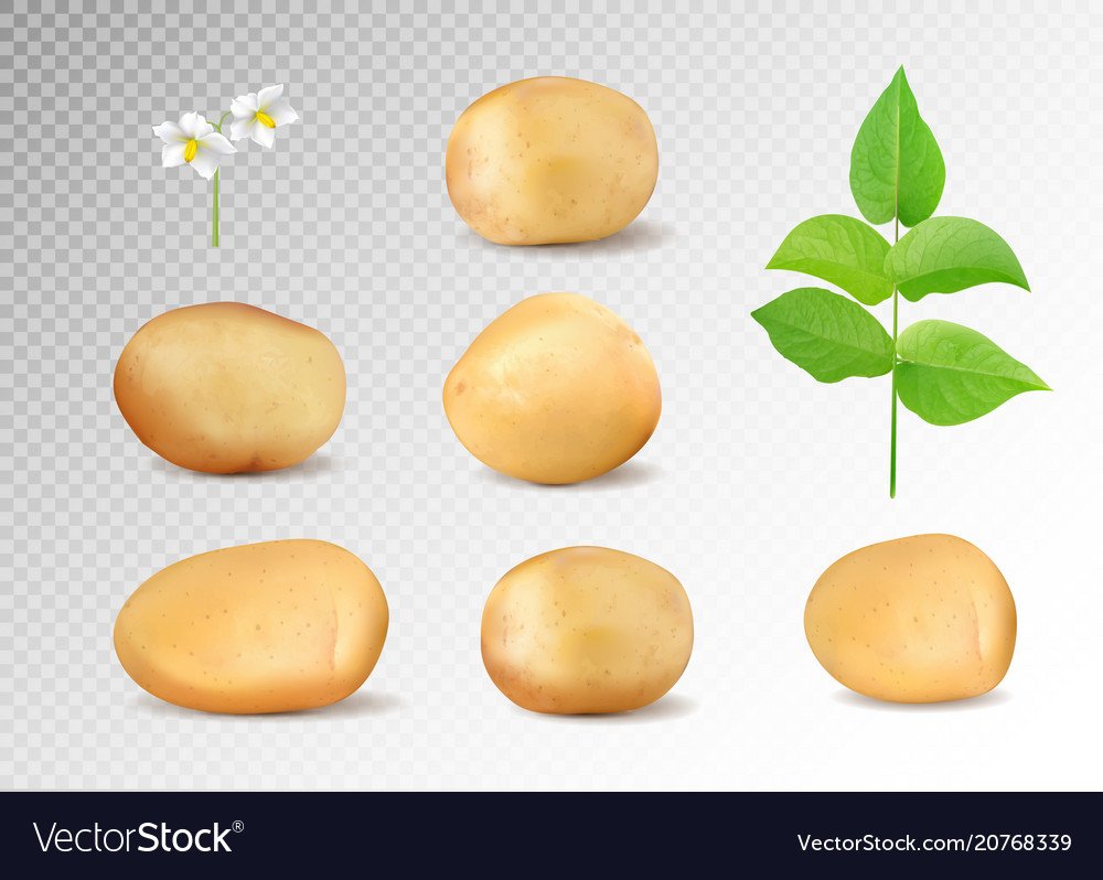 Картофель вектор реалистичный