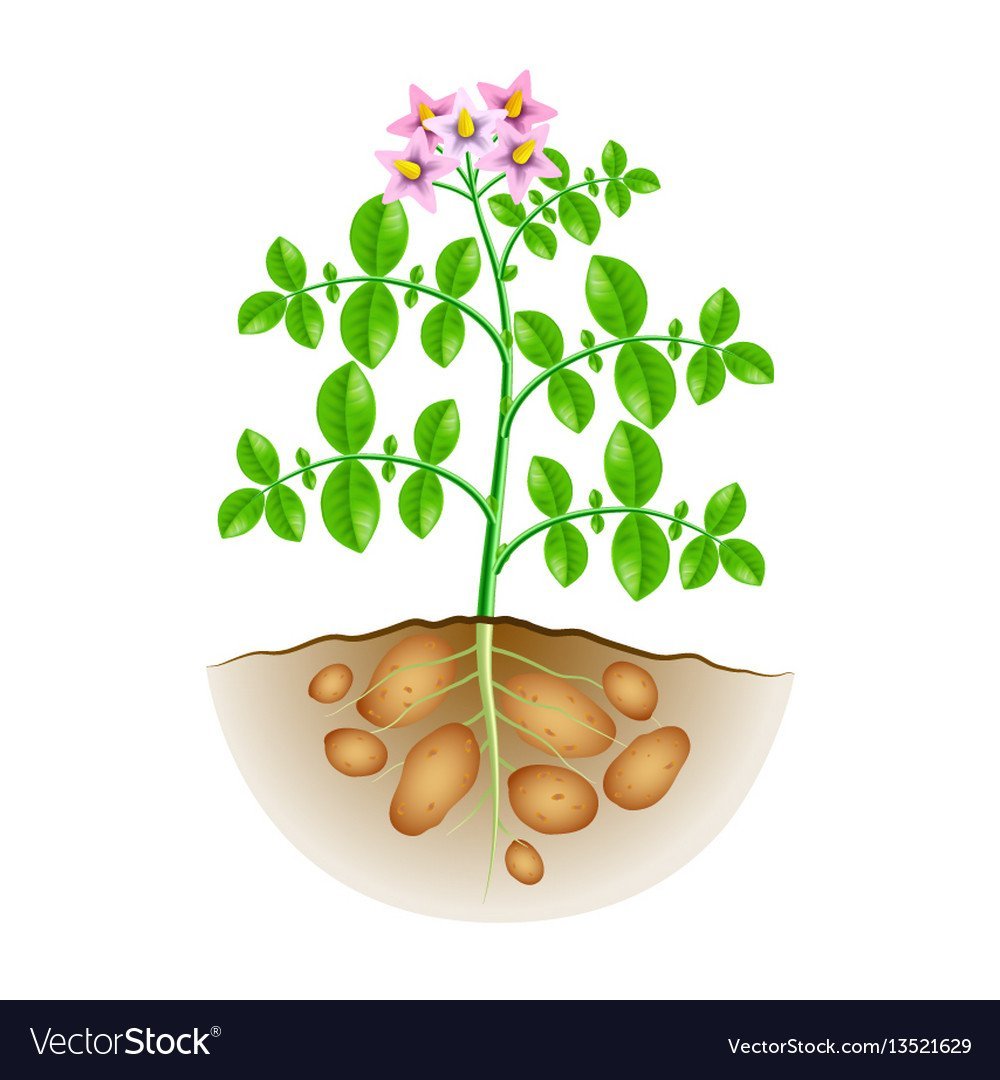 Картофель растет вектор