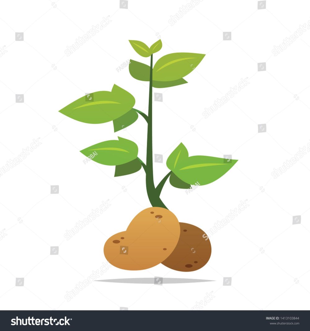 Картошка куст вектор