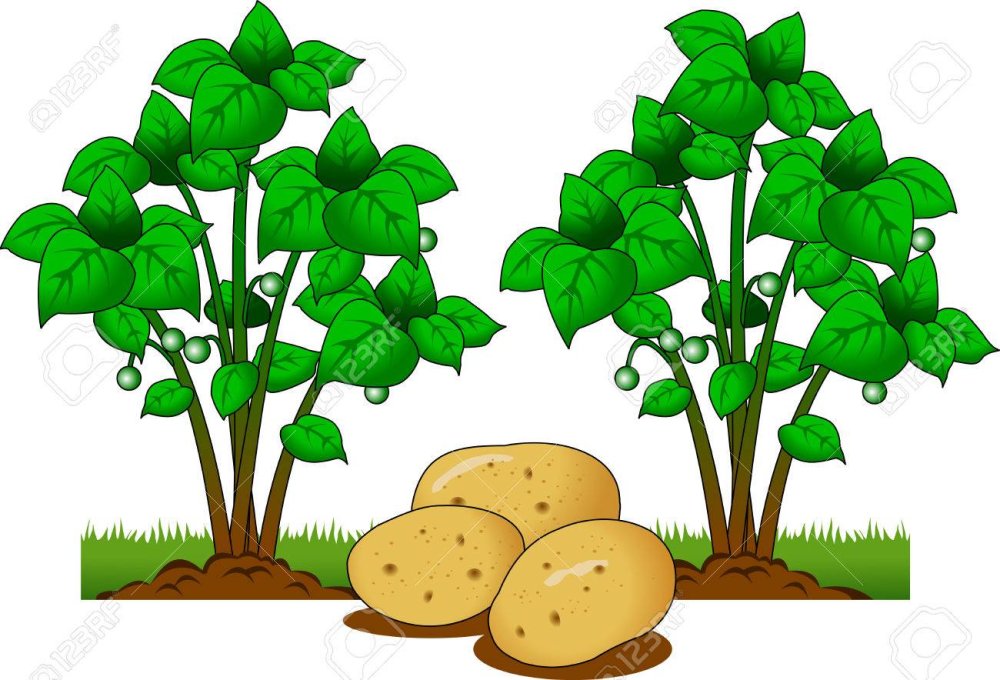 Картофель на грядке вектор