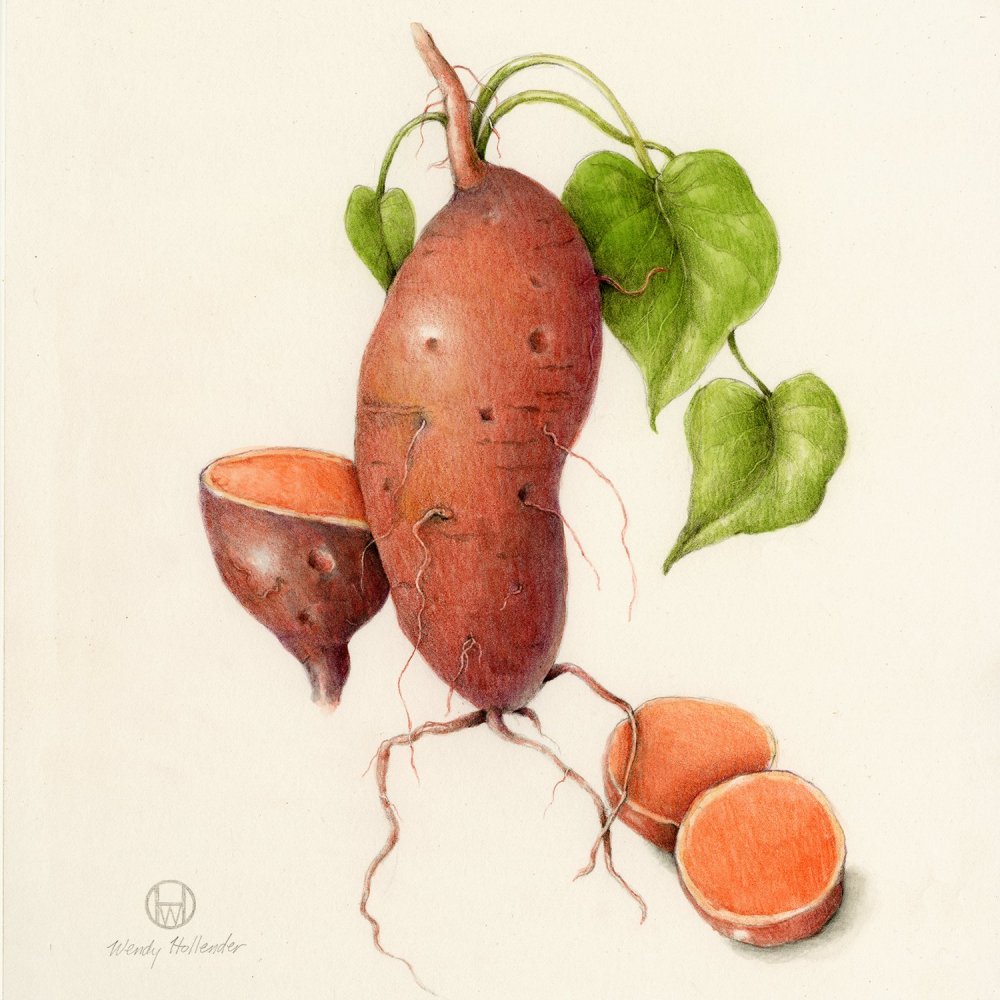 Ботаника батата