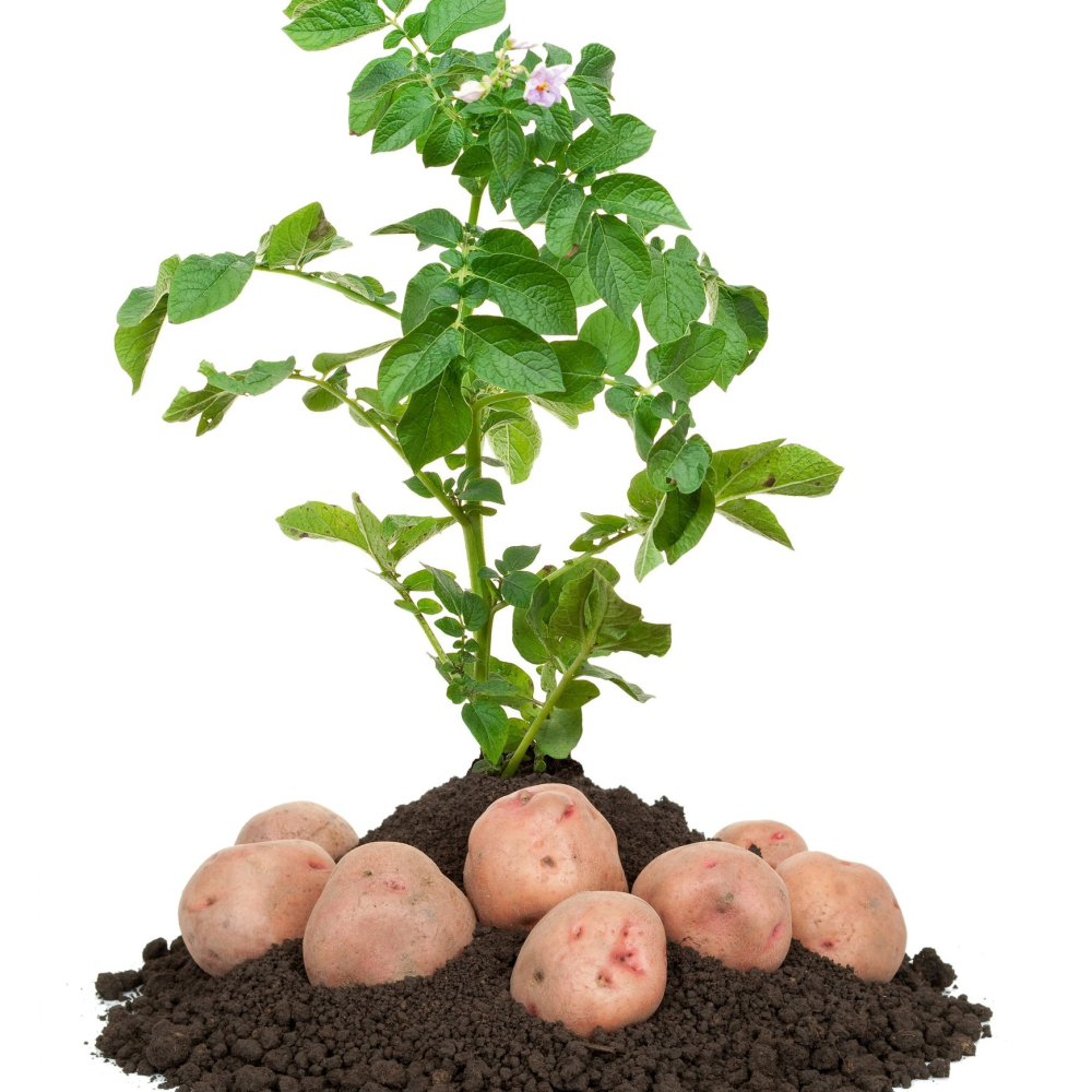 Ботва картофеля