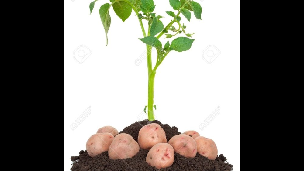 Картофель куст