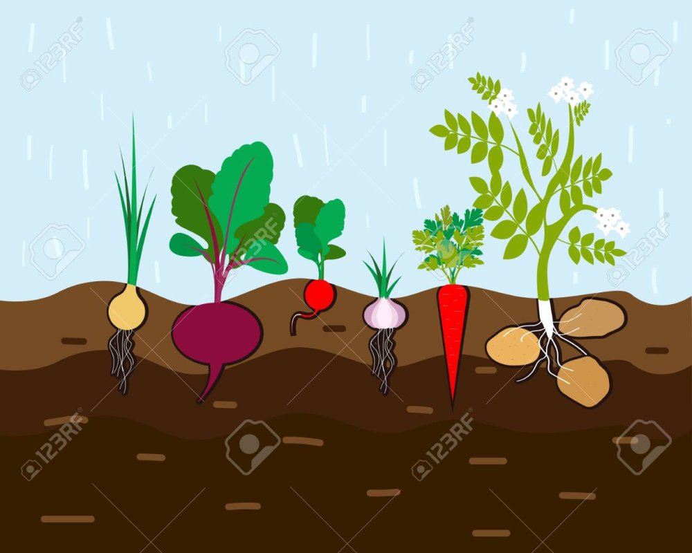 Картошка на грядке для детей