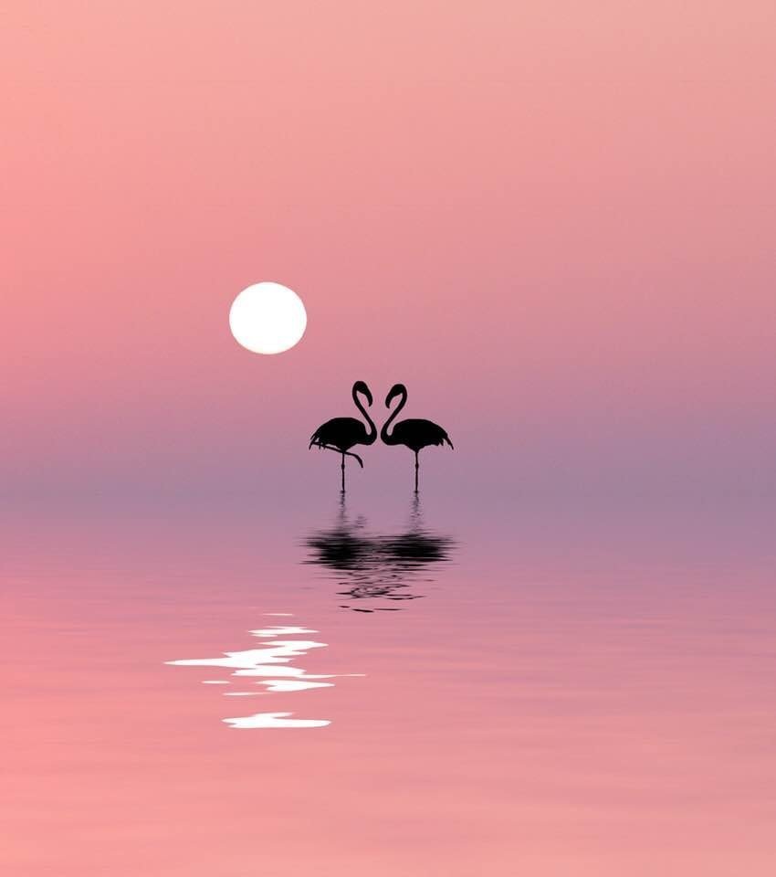 Фламинго на закате