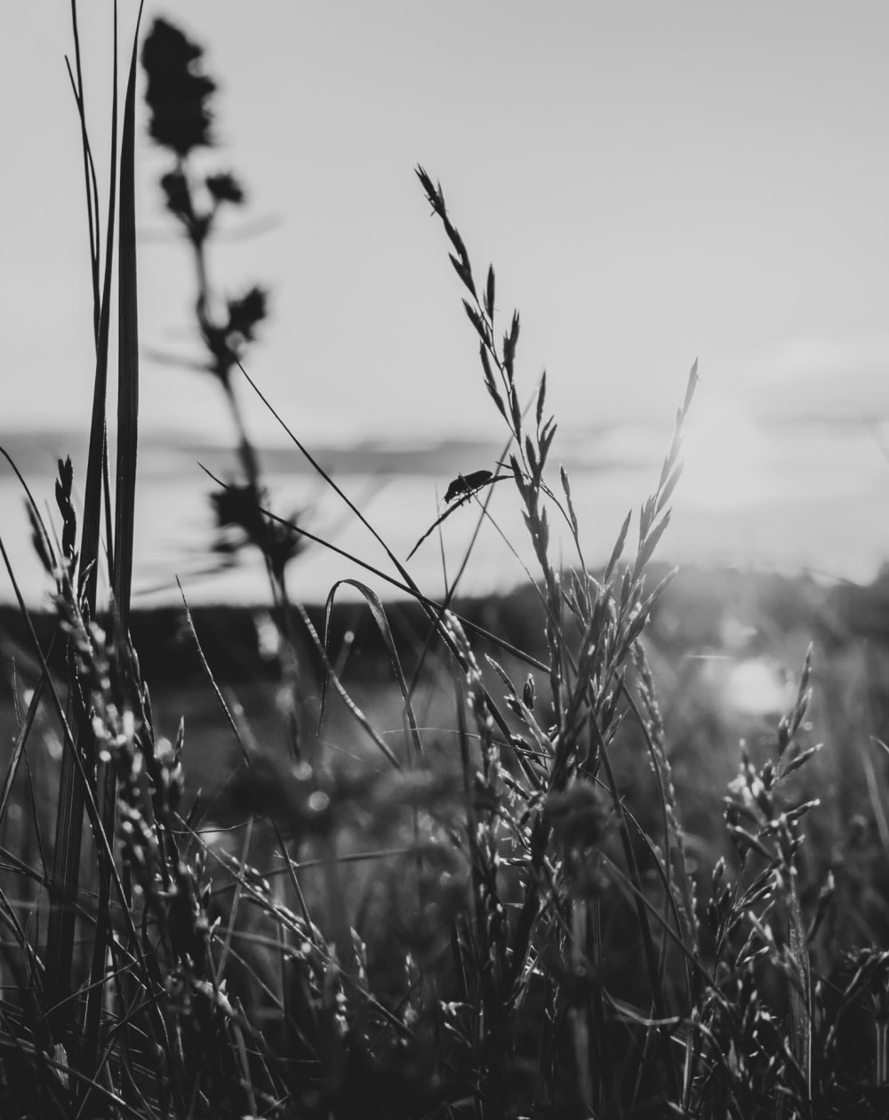 Эстетика природы черно белые