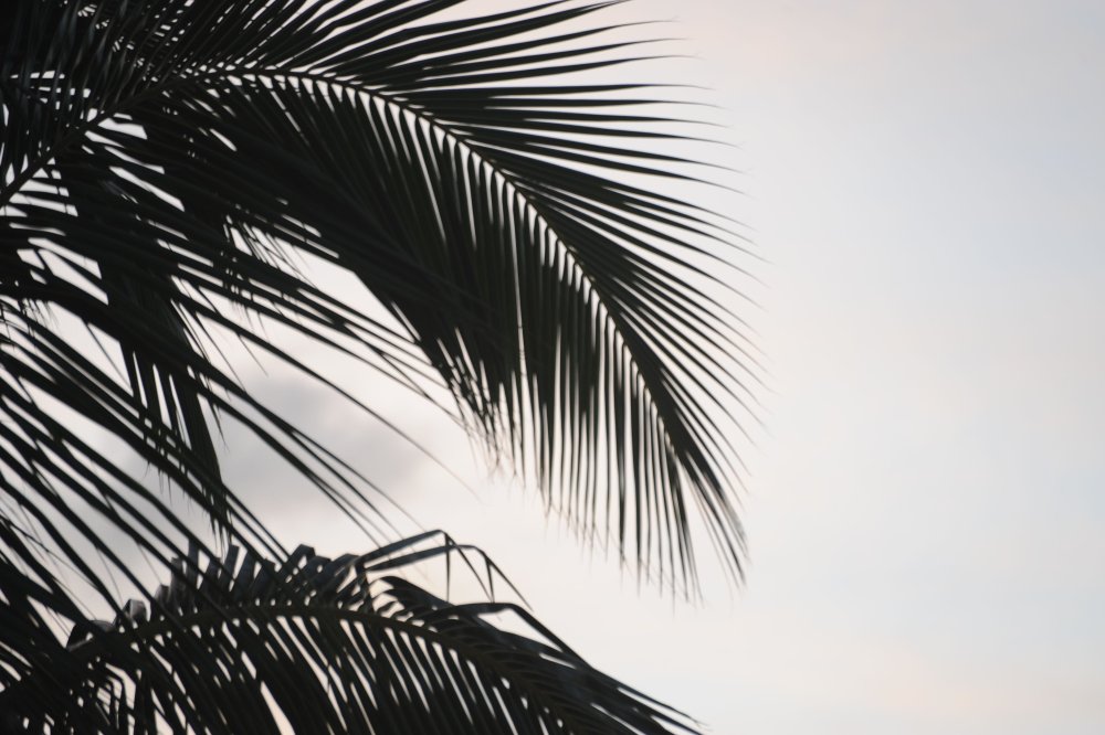 Тень от пальмы