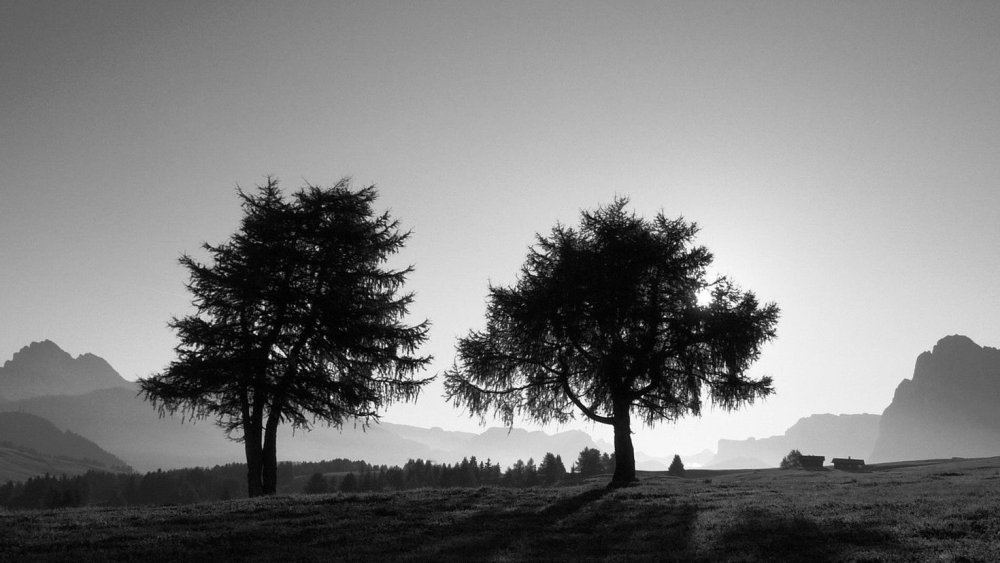 Темное дерево