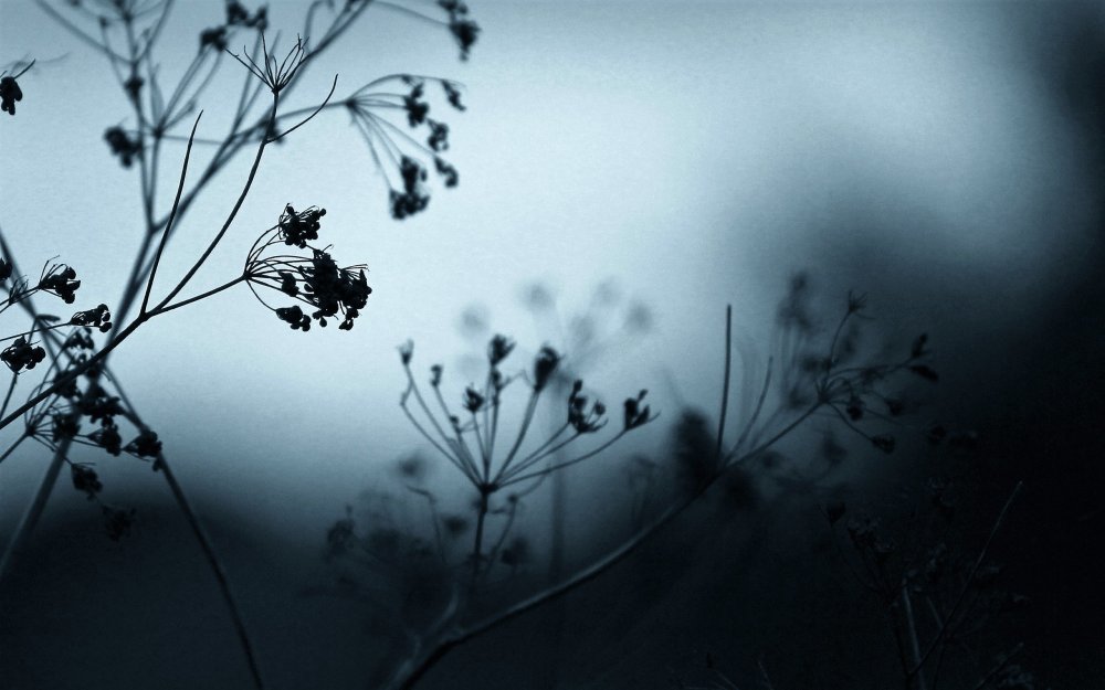 Цветы мрачно