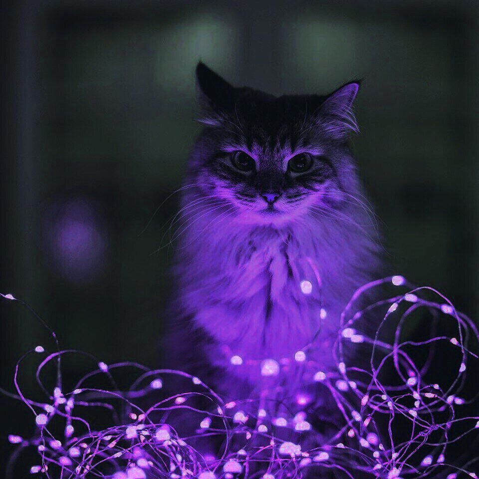 Сиреневый кот