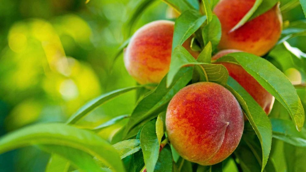 Персики на столе