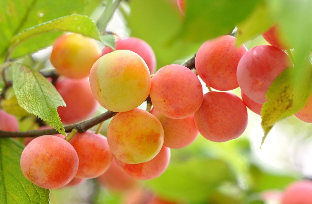 Шафтоли нектарин