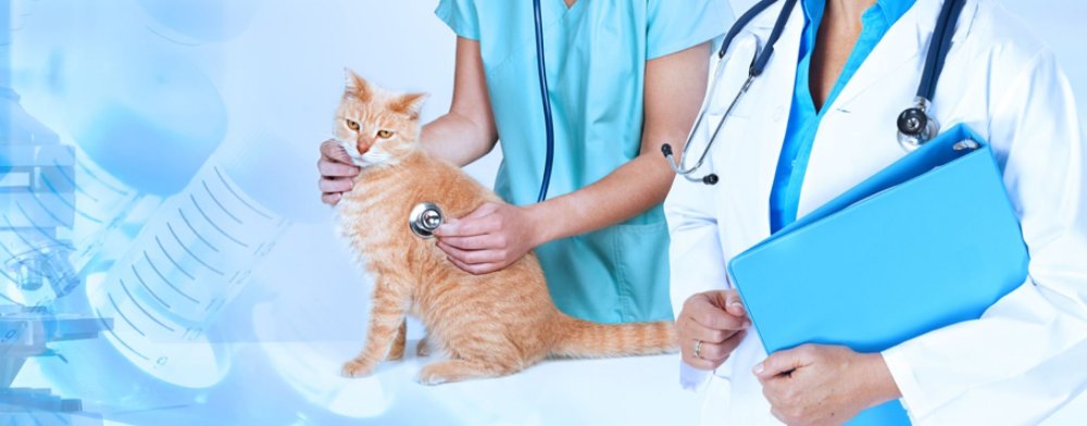 Таблички для ветклиники