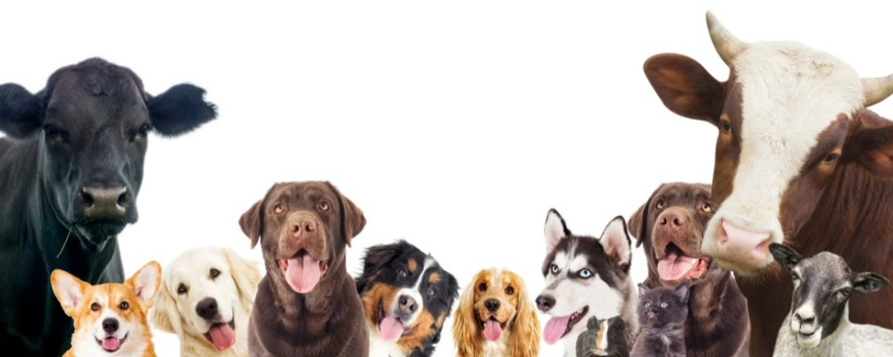 Ветеринар с собакой