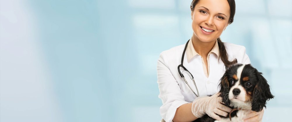 Фон для ветклиники