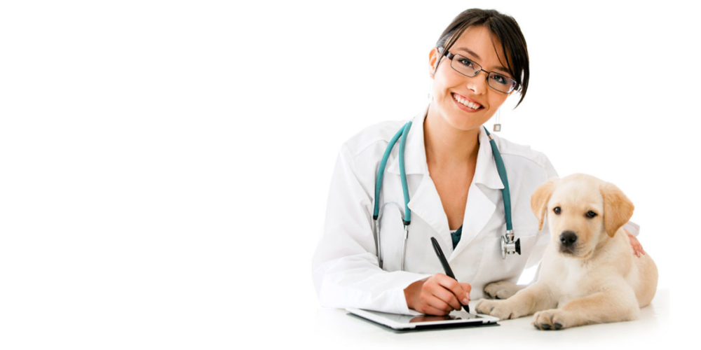 Ветеринар баннер
