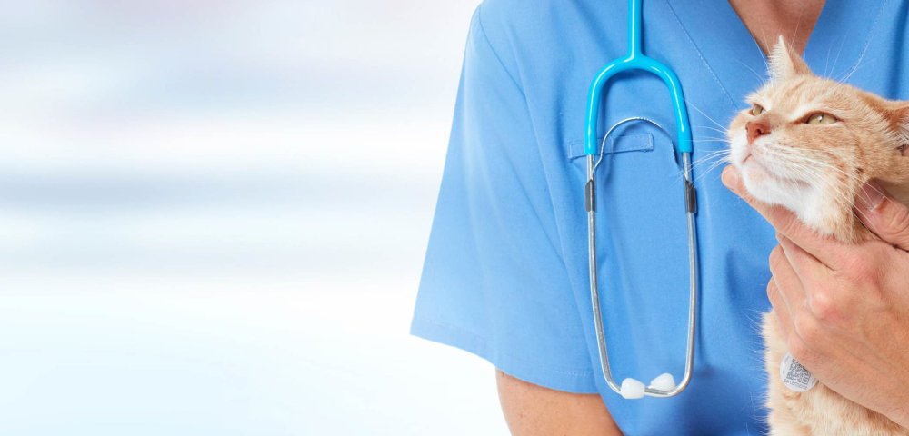 Фон Ветеринария