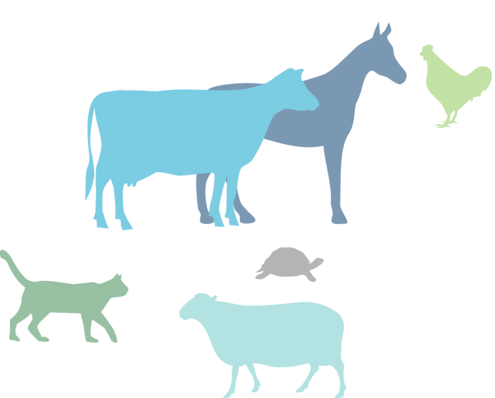 Фон ветеринар