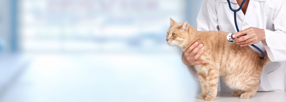 Фон ветеринар