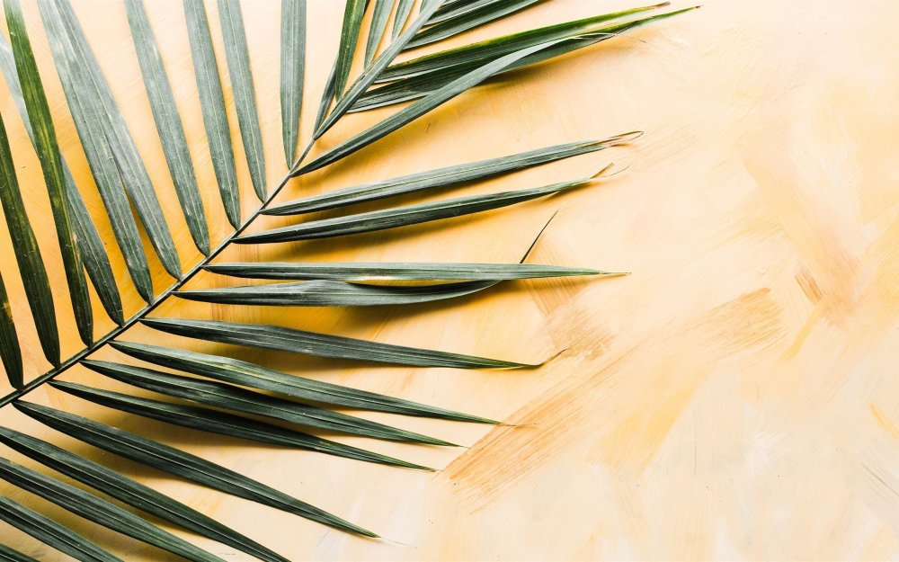 Пальмовая ветвь