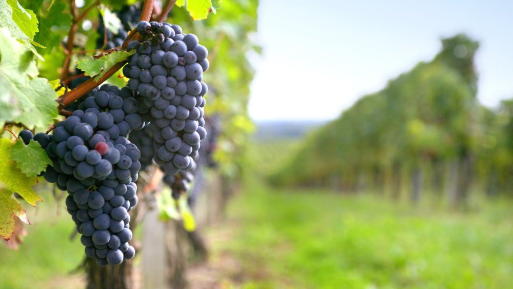 Виноград обои