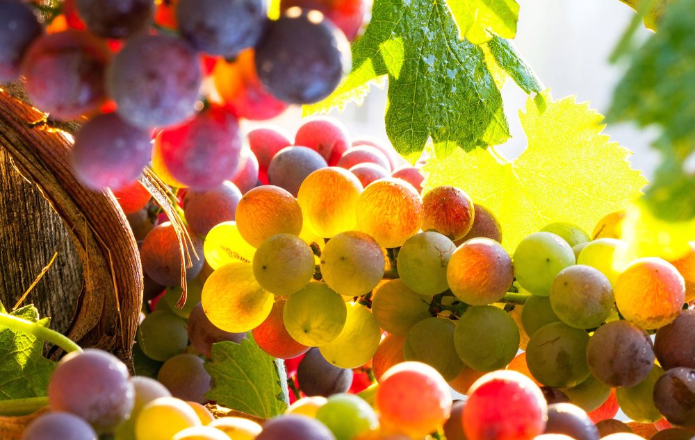 Виноградный ствол