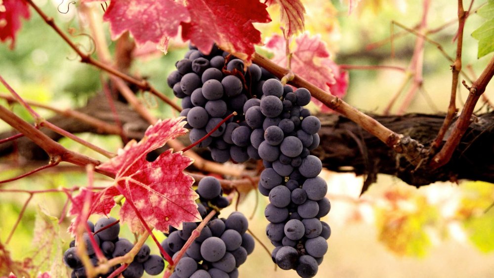 Виноград Сансет