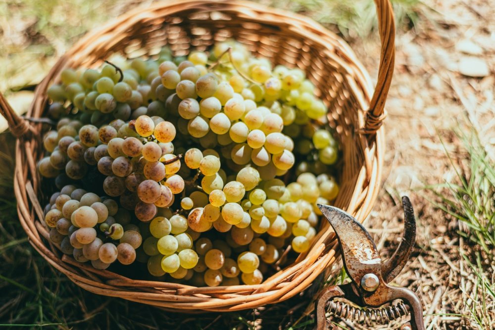 Фотообои виноград