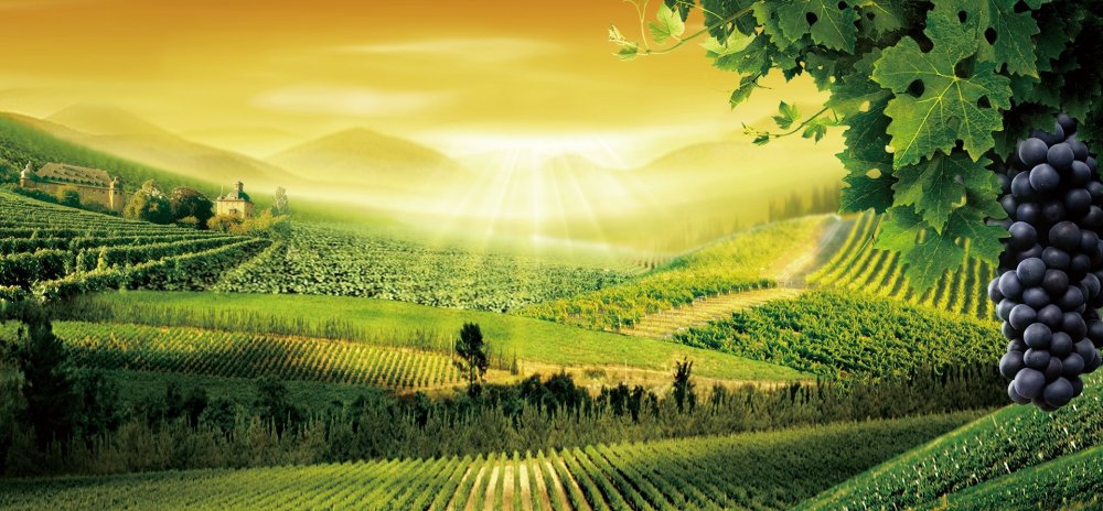 Виноград фон бесшовный