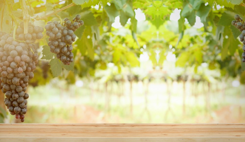 Столики в виноградниках