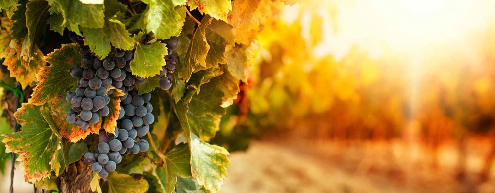Виноград фон