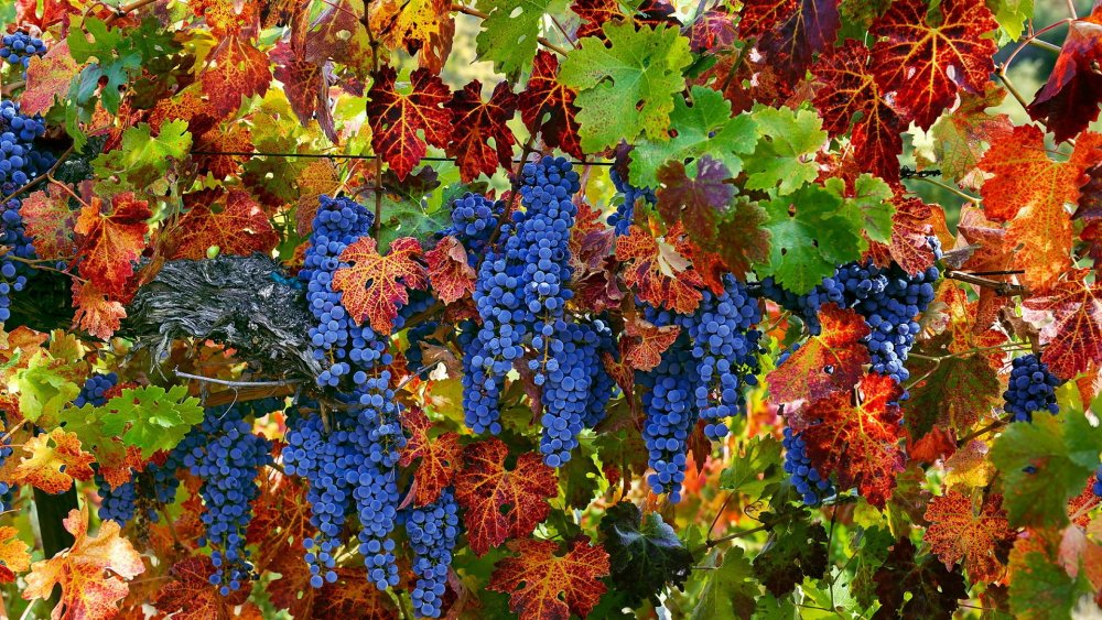 Жемчужина Молдавии виноград