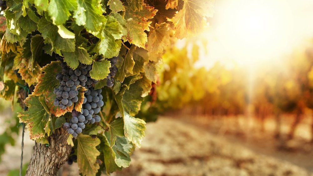 Бочка на фоне виноградника